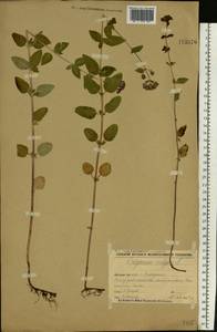 Душица обыкновенная L., Восточная Европа, Волжско-Камский район (E7) (Россия)