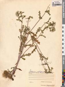 Крестовник обыкновенный L., Сибирь, Чукотка и Камчатка (S7) (Россия)