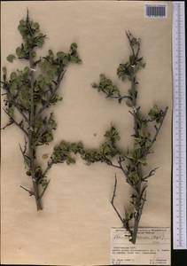 Rhamnus integrifolia DC., Средняя Азия и Казахстан, Северный и Центральный Тянь-Шань (M4) (Киргизия)