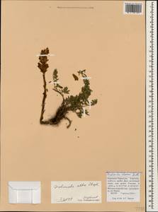 Заразиха белая Steph. ex Willd., Кавказ, Ставропольский край, Карачаево-Черкесия, Кабардино-Балкария (K1b) (Россия)