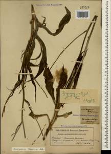 Pseudopodospermum tauricum (M. Bieb.) Vasjukov & Saksonov, Крым (KRYM) (Россия)