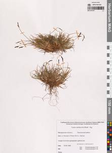 Осока Ван-Хьюрка Müll.Arg., Сибирь, Чукотка и Камчатка (S7) (Россия)