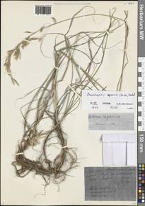 Костер береговой Rehmann, Кавказ, Северная Осетия, Ингушетия и Чечня (K1c) (Россия)