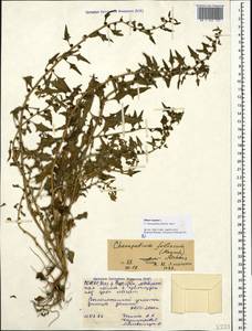 Blitum virgatum subsp. virgatum, Кавказ, Северная Осетия, Ингушетия и Чечня (K1c) (Россия)