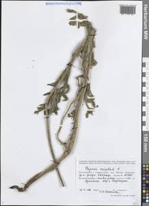 Мак восточный L., Кавказ, Армения (K5) (Армения)