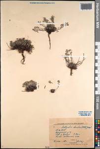 Eritrichium rupestre (Georgi) Bunge, Сибирь, Прибайкалье и Забайкалье (S4) (Россия)