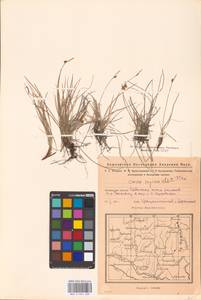 Осока приземистая Willd. ex Wahlenb., Восточная Европа, Восточный район (E10) (Россия)
