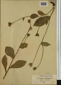 Hieracium coronarifolium Arv.-Touv., Западная Европа (EUR) (Франция)