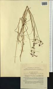 Allium carinatum, Западная Европа (EUR) (Чехия)