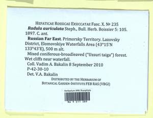 Radula auriculata Steph., Гербарий мохообразных, Мхи - Дальний Восток (без Чукотки и Камчатки) (B20) (Россия)