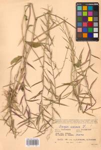 Rhamphospermum arvense (L.) Andrz. ex Besser, Восточная Европа, Западный район (E3) (Россия)