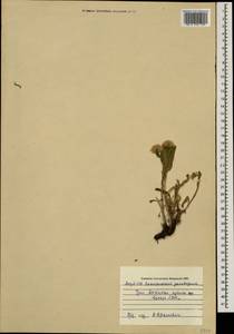 Erigeron acris subsp. acris, Кавказ, Азербайджан (K6) (Азербайджан)