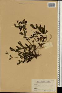 Wedelia chinensis (Osbeck) Merr., Зарубежная Азия (ASIA) (КНР)