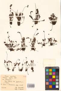 Drosera × anglica Huds., Восточная Европа, Северный район (E1) (Россия)