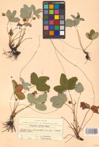 Земляника зеленая, Полуница Duchesne, Восточная Европа, Северо-Украинский район (E11) (Украина)