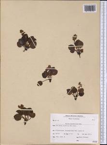 Грушанка крупноцветковая Radius, Америка (AMER) (Гренландия)