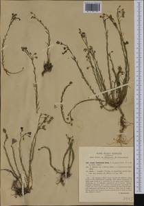 Linum austriacum subsp. tommasinii (Rchb.) Greuter & Burdet, Западная Европа (EUR) (Италия)