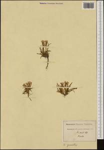 Dianthus gracilis, Западная Европа (EUR) (Швейцария)
