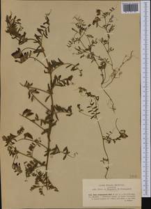 Vicia benghalensis L., Западная Европа (EUR) (Италия)