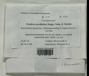 Fissidens gracilifolius Brugg.-Nann. & Nyholm, Гербарий мохообразных, Мхи - Северный Кавказ и Предкавказье (B12) (Россия)