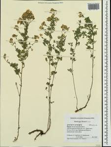 Люцерна серповидная L., Крым (KRYM) (Россия)