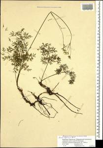 Lomatocarum alpinum (M. Bieb.) Fisch. & C. A. Mey., Кавказ, Ставропольский край, Карачаево-Черкесия, Кабардино-Балкария (K1b) (Россия)
