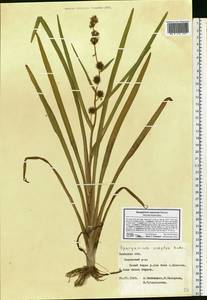 Ежеголовник всплывающий, Ежеголовник всплывший Rehmann, Восточная Европа, Центральный лесостепной район (E6) (Россия)