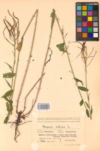 Вечерница сибирская L., Восточная Европа, Центральный лесостепной район (E6) (Россия)