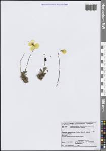 Oreomecon lapponica subsp. orientalis (Tolm.) Elvebakk & Bjerke, Сибирь, Центральная Сибирь (S3) (Россия)