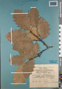 Quercus petraea subsp. polycarpa (Schur) Soó, Кавказ, Азербайджан (K6) (Азербайджан)