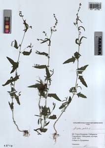 KUZ 003 760, Лебеда раскидистая L., Сибирь, Алтай и Саяны (S2) (Россия)