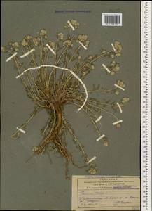 Дубровник белый, Дубровник беловойлочный L., Кавказ, Азербайджан (K6) (Азербайджан)