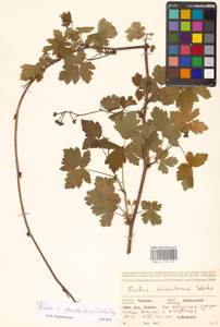 Ежевика бороздчатая Vest, Восточная Европа, Средневолжский район (E8) (Россия)