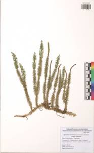 Spinulum annotinum subsp. annotinum, Восточная Европа, Центральный район (E4) (Россия)