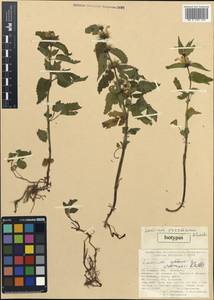 Lamium vreemanii A.P.Khokhr., Зарубежная Азия (ASIA) (Турция)