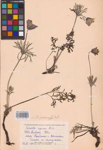 Прострел луговой (L.) Mill., Восточная Европа, Северо-Украинский район (E11) (Украина)