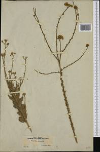 Vogtia annua (L.) Oberpr. & Sonboli, Западная Европа (EUR) (Испания)