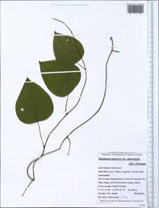 Stephania japonica var. timorensis (DC.) Forman, Зарубежная Азия (ASIA) (Вьетнам)