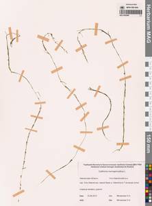 Болотник обоеполый L., Сибирь, Чукотка и Камчатка (S7) (Россия)