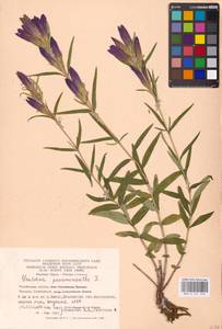 Горечавка легочная L., Восточная Европа, Восточный район (E10) (Россия)