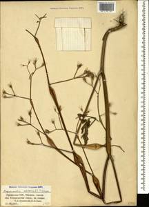 Chaerophyllum nodosum (L.) Crantz, Кавказ, Грузия (K4) (Грузия)