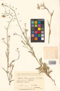 Пастушья сумка обыкновенная (L.) Medik., Восточная Европа, Центральный район (E4) (Россия)