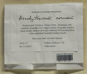 Brachythecium tauriscorum Molendo & Lorentz, Гербарий мохообразных, Мхи - Красноярский край, Тыва и Хакасия (B17) (Россия)