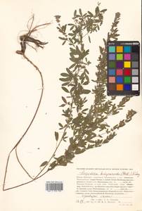 Леспедеца ситниковая (L.f.) Pers., Сибирь, Дальний Восток (S6) (Россия)