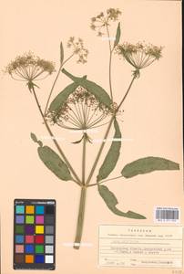 Поручейник широколистный L., Восточная Европа, Московская область и Москва (E4a) (Россия)