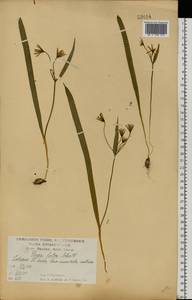 Гусиный лук желтый (L.) Ker Gawl., Восточная Европа, Центральный лесостепной район (E6) (Россия)