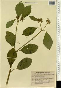 Euphorbia heterophylla var. heterophylla, Зарубежная Азия (ASIA) (Индия)