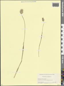 Лисохвост влагалищный (Willd.) Pall. ex Kunth, Кавказ, Ставропольский край, Карачаево-Черкесия, Кабардино-Балкария (K1b) (Россия)