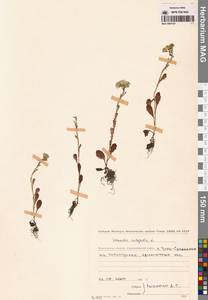 Крестовник обыкновенный L., Сибирь, Чукотка и Камчатка (S7) (Россия)