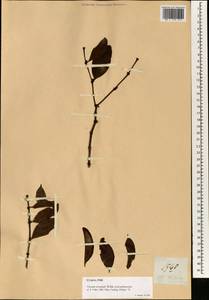 Viscum orientale Willd., Зарубежная Азия (ASIA) (Филиппины)